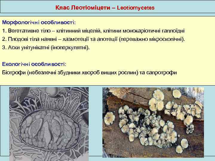Клас Леотіоміцети – Leotiomycetes Морфологічні особливості: 1. Вегетативне тіло – клітинний міцелій, клітини монокаріотичні