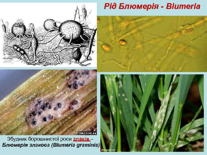 Рід Блюмерія - Blumeria Збудник борошнистої роси злаків – Блюмерія злакова (Blumeria graminis) 