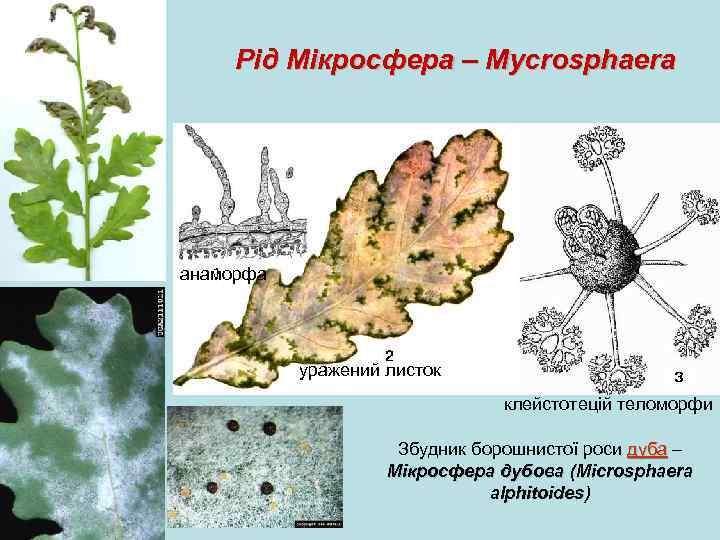 Рід Мікросфера – Mycrosphaera анаморфа уражений листок клейстотецій теломорфи Збудник борошнистої роси дуба –