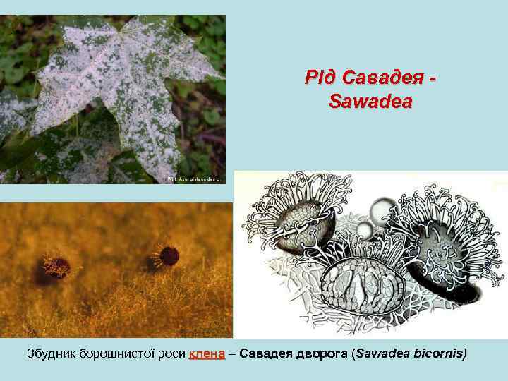 Рід Савадея Sawadea Збудник борошнистої роси клена – Савадея дворога (Sawadea bicornis) 