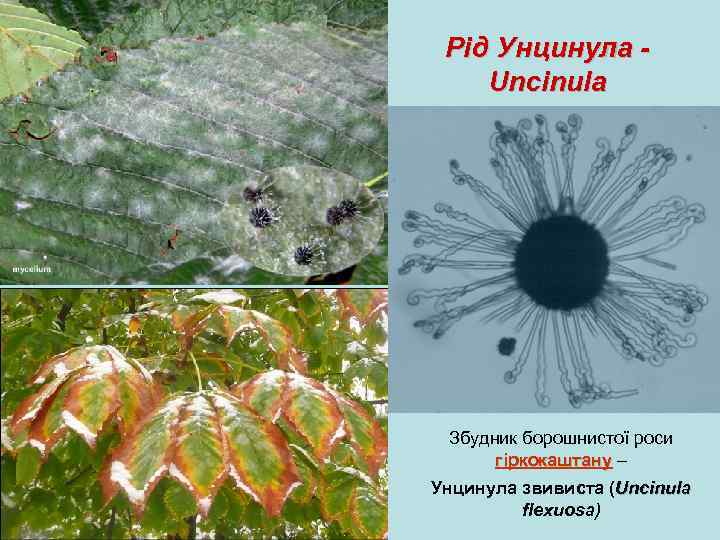Рід Унцинула Uncinula Збудник борошнистої роси гіркокаштану – Унцинула звивиста (Uncinula flexuosa) 