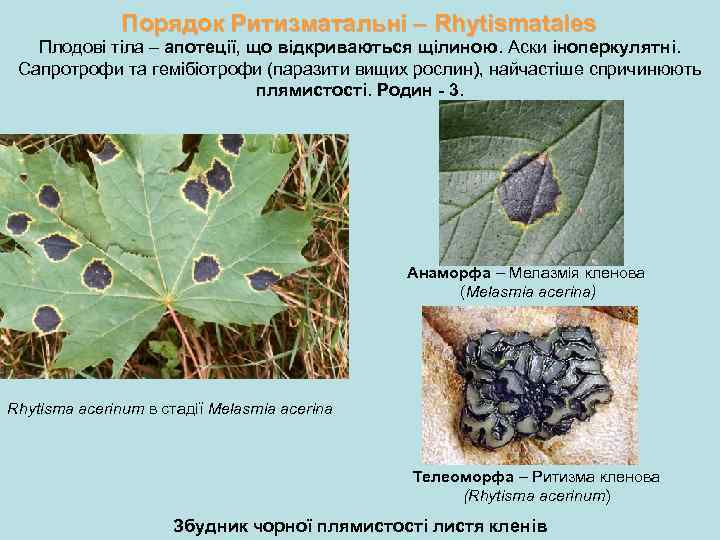 Порядок Ритизматальні – Rhytismatales Плодові тіла – апотеції, що відкриваються щілиною. Аски іноперкулятні. Сапротрофи