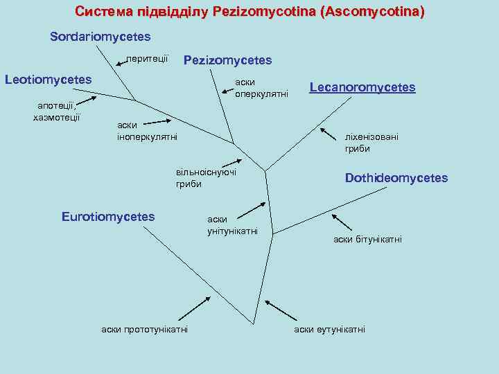 Система підвідділу Pezizomycotina (Ascomycotina) Sordariomycetes перитеції Pezizomycetes Leotiomycetes апотеції, хазмотеції аски оперкулятні аски іноперкулятні