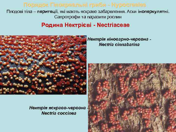 Порядок Гіпокреальні гриби - Hypocreales Плодові тіла – перитеції, які мають яскраве забарвлення. Аски