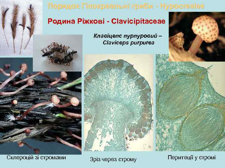 Порядок Гіпокреальні гриби - Hypocreales Родина Ріжкові - Clavicipitaceae Клавіцепс пурпуровий – Claviceps purpurea