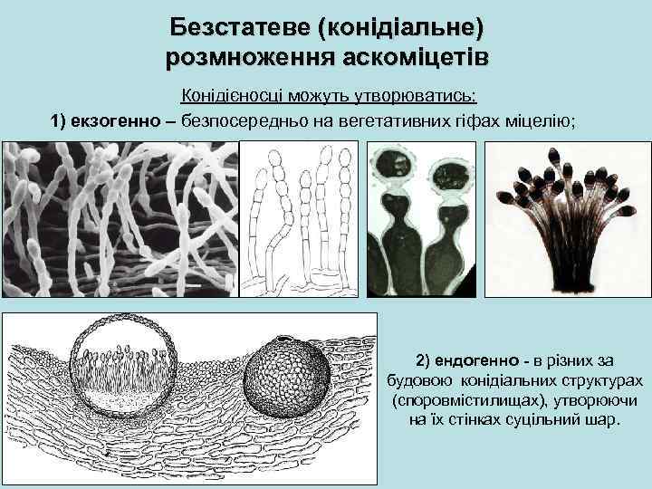 Безстатеве (конідіальне) розмноження аскоміцетів Конідієносці можуть утворюватись: 1) екзогенно – безпосередньо на вегетативних гіфах