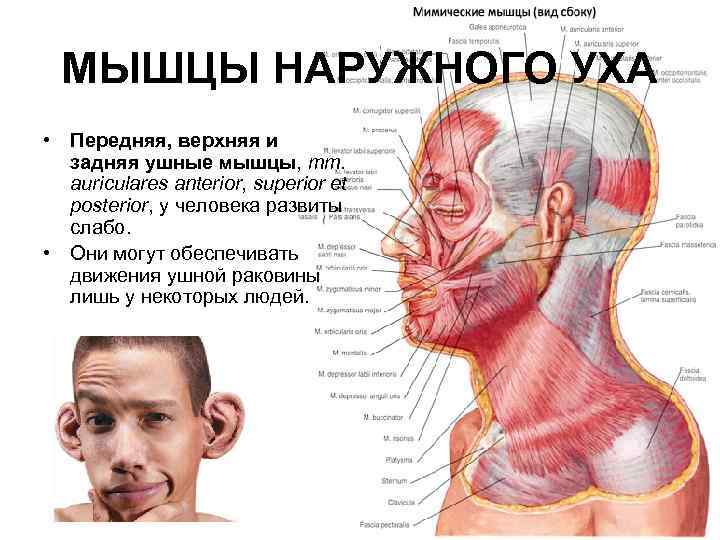 МЫШЦЫ НАРУЖНОГО УХА • Передняя, верхняя и задняя ушные мышцы, mm. auriculares anterior, superior