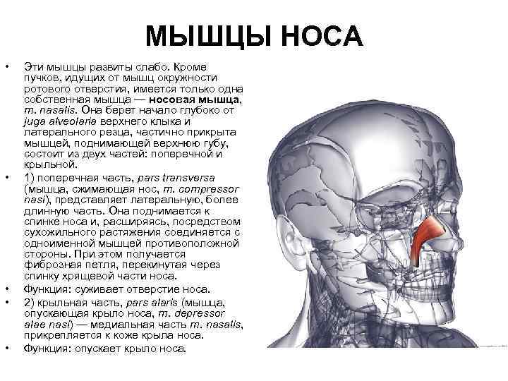 МЫШЦЫ НОСА • • • Эти мышцы развиты слабо. Кроме пучков, идущих от мышц