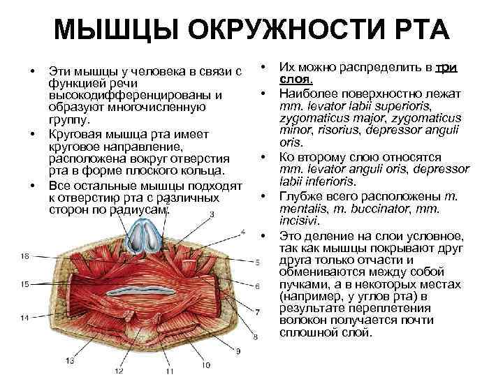 МЫШЦЫ ОКРУЖНОСТИ РТА • • • Эти мышцы у человека в связи с функцией