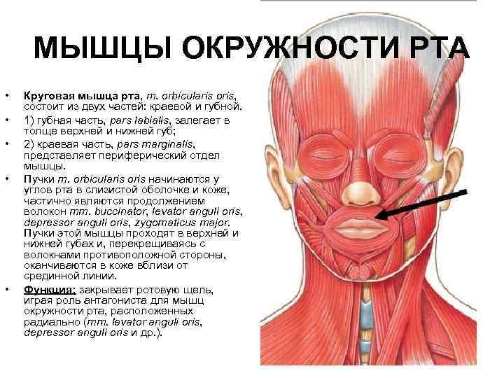 Круговая мышца рта фото