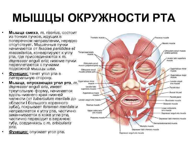 МЫШЦЫ ОКРУЖНОСТИ РТА • • Мышца смеха, m. risorius, состоит из тонких пучков, идущих
