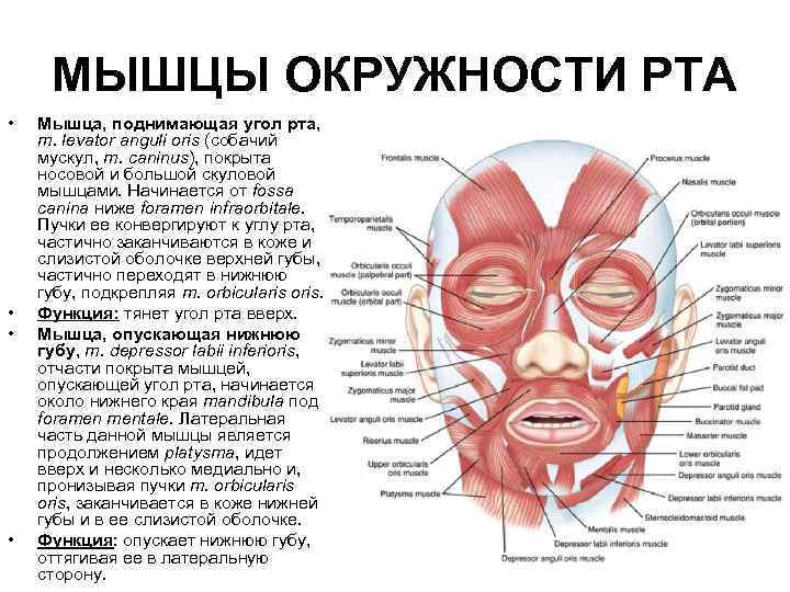 Myshcy Golovy Granica Mezhdu Golovoj