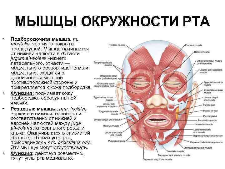 МЫШЦЫ ОКРУЖНОСТИ РТА • • Подбородочная мышца, m. mentalis, частично покрыта предыдущей. Мышца начинается