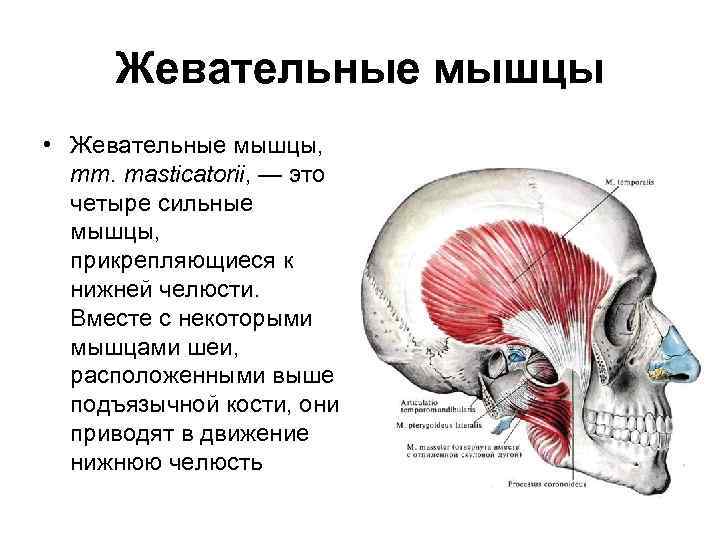 Схема жевательные мышцы