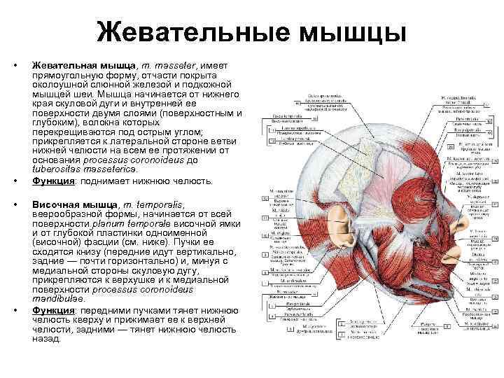 Жевательные мышцы • • Жевательная мышца, m. masseter, имеет прямоугольную форму, отчасти покрыта околоушной