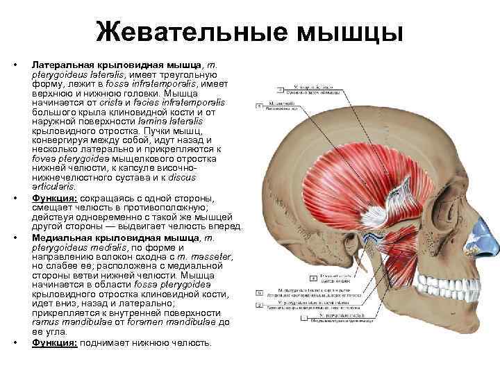 Крыловидная мышца челюсти фото