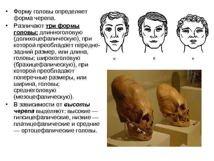  • Форму головы определяет форма черепа. • Различают три формы головы: длинноголовую (долихоцефалическую),