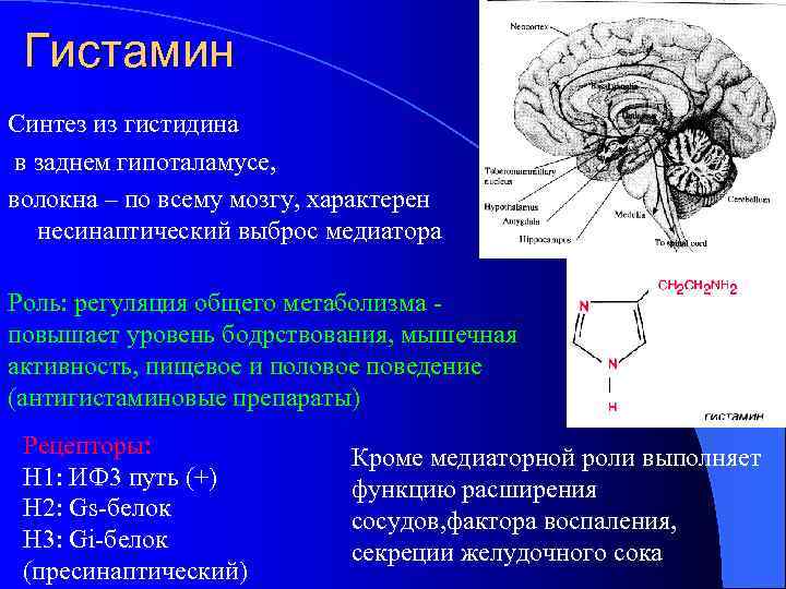 Гистамин Синтез из гистидина в заднем гипоталамусе, волокна – по всему мозгу, характерен несинаптический