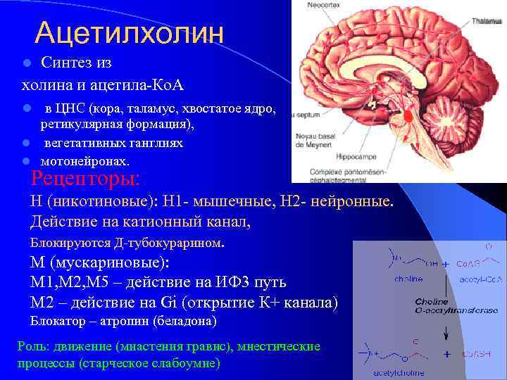 Ацетилхолин Синтез из холина и ацетила-Ко. А l l в ЦНС (кора, таламус, хвостатое