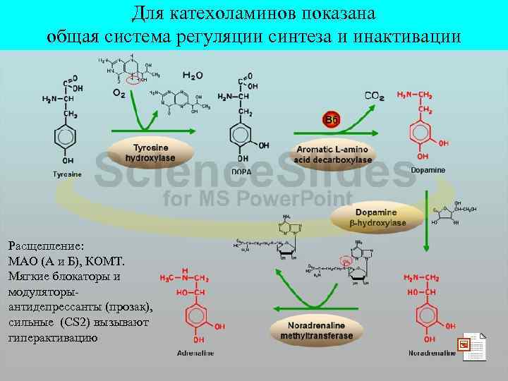 Для катехоламинов показана общая система регуляции синтеза и инактивации Расщепление: МАО (А и Б),