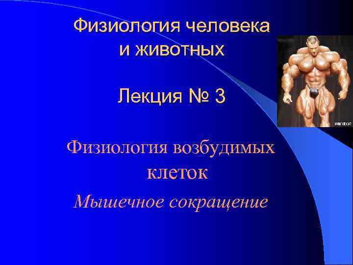 Физиология человека и животных Лекция № 3 Физиология возбудимых клеток Мышечное сокращение 