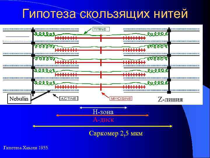 Гипотеза скользящих нитей Nebulin Z-линия Н-зона А-диск Саркомер 2, 5 мкм Гипотеза Хаксли 1955