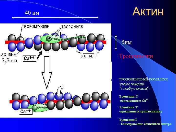 Актин 40 нм 5 нм 2, 5 нм Тропомиозин ТРОПОНИНОВЫЙ КОМПЛЕКС (через каждые -7