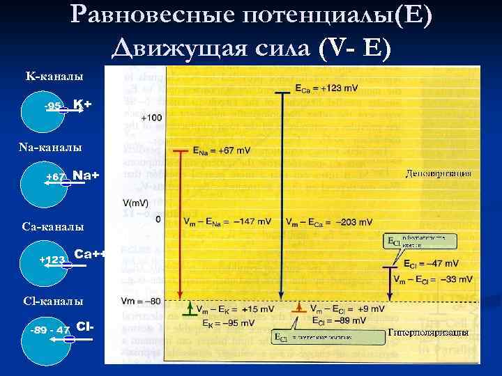 Равновесные потенциалы(Е) Движущая сила (V- Е) K-каналы -95 K+ Na-каналы +67 Na+ Ca-каналы +123