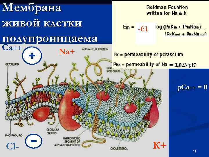 Мембрана живой клетки полупроницаема Са++ -61 Na+ = 0, 023 р. К р. Са++