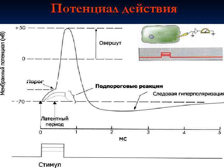 Потенциал действия Фаза деполяризации Фаза реполяризации Раздражающий импульс 16 