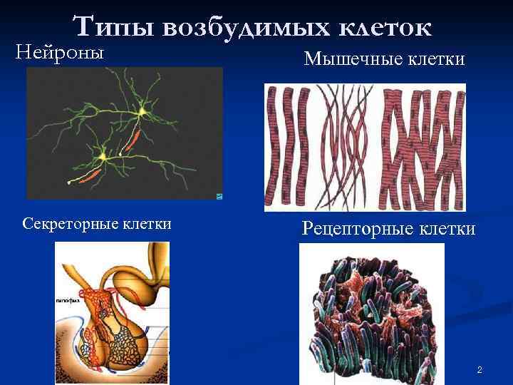 Типы возбудимых клеток Нейроны Секреторные клетки Мышечные клетки Рецепторные клетки 2 