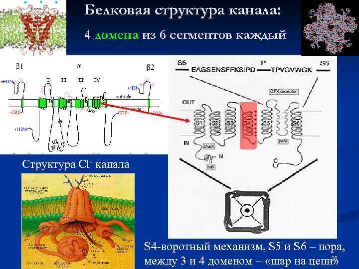 Белковая структура канала: 4 домена из 6 сегментов каждый Структура Cl- канала S 4