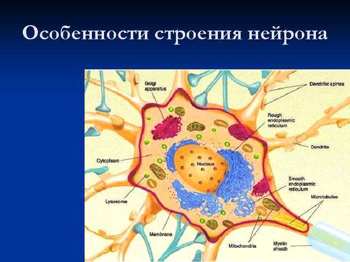 Особенности строения нейрона 4 