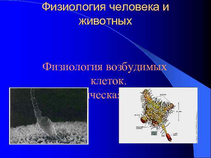 Физиология человека и животных Физиология возбудимых клеток. Синаптическая передача 