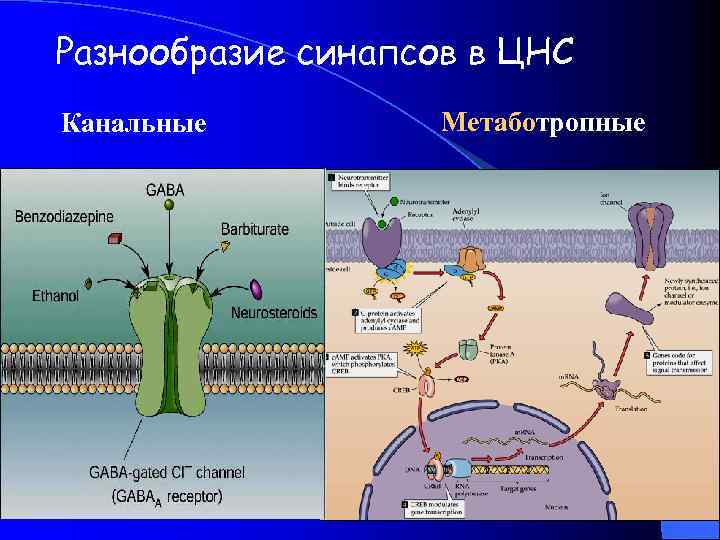 Разнообразие синапсов в ЦНС Канальные Метаботропные 