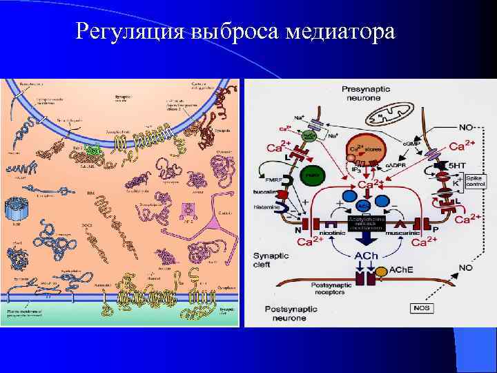 Регуляция выброса медиатора 