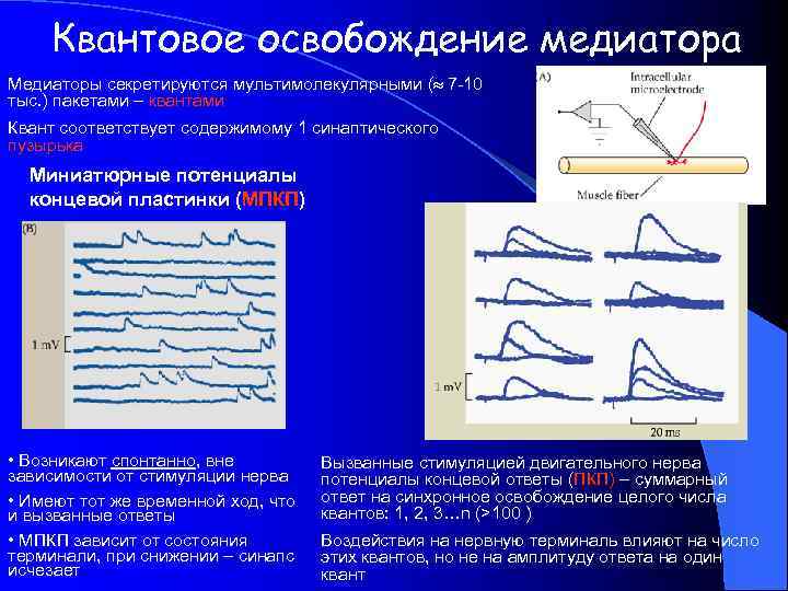 Квантовое освобождение медиатора Медиаторы секретируются мультимолекулярными (» 7 -10 тыс. ) пакетами – квантами