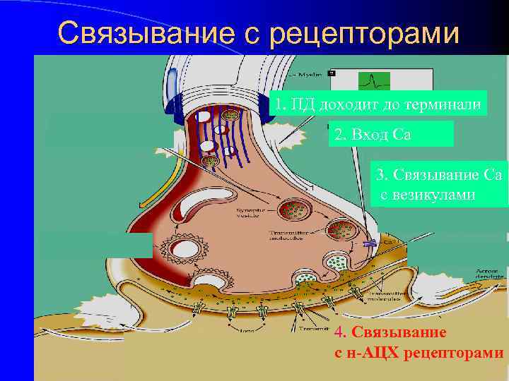Связывание с рецепторами 1. ПД доходит до терминали 2. Вход Са 3. Связывание Са