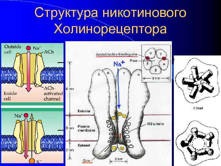 Структура никотинового Холинорецептора 