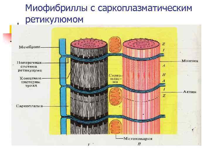 Миофибриллы с саркоплазматическим ретикулюмом 