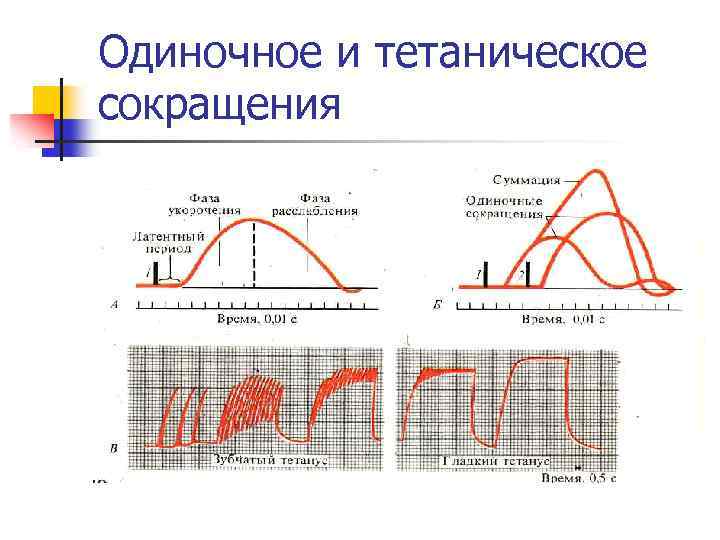 Одиночное и тетаническое сокращения 