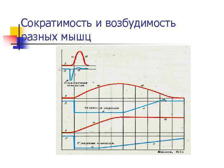 Сократимость и возбудимость разных мышц 