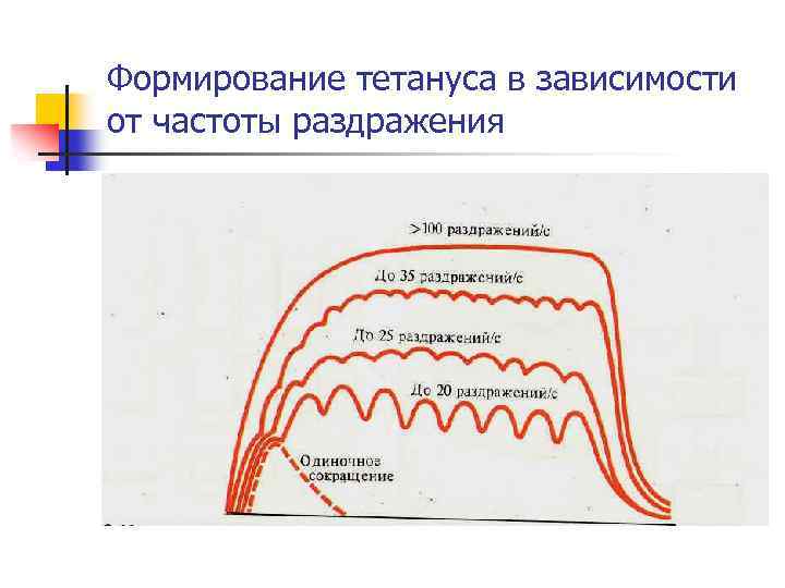 Формирование тетануса в зависимости от частоты раздражения 