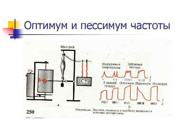 Оптимум и пессимум частоты 