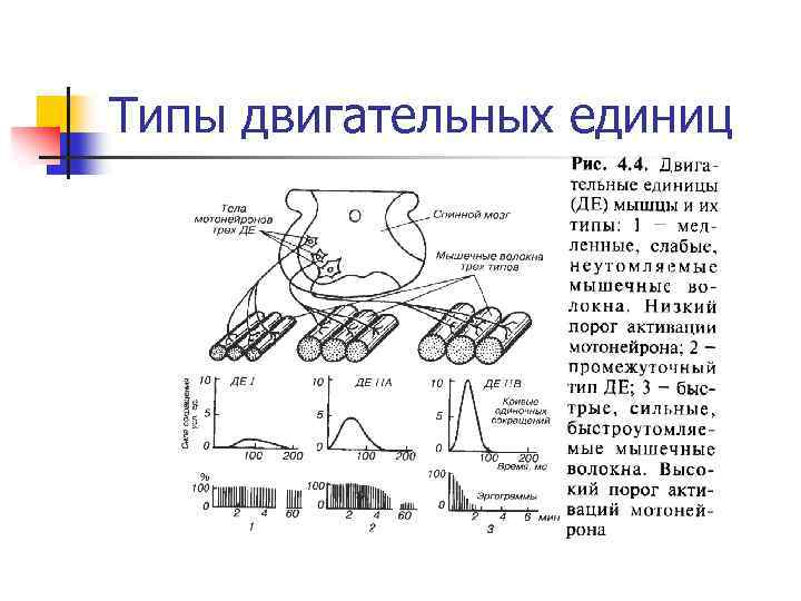 Типы двигательных единиц 