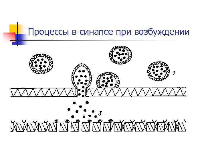 Процессы в синапсе при возбуждении 