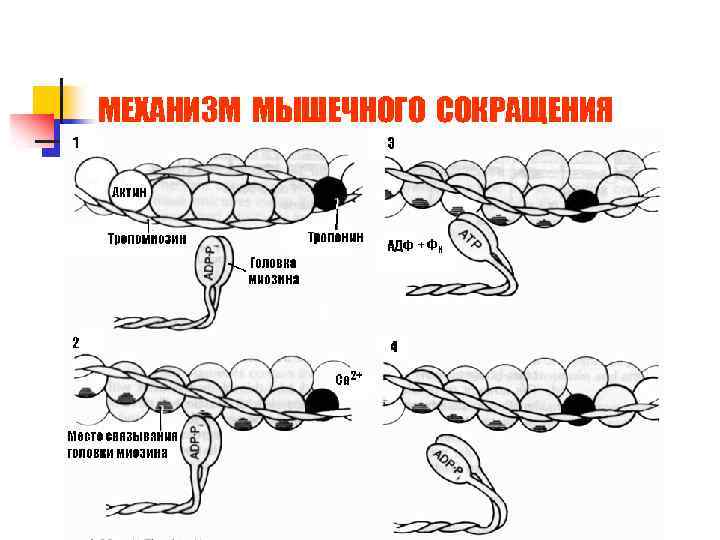 МЕХАНИЗМ МЫШЕЧНОГО СОКРАЩЕНИЯ 