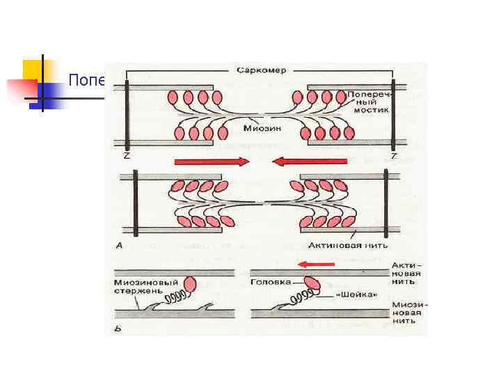 Поперечные мостики и механизм сокращения 