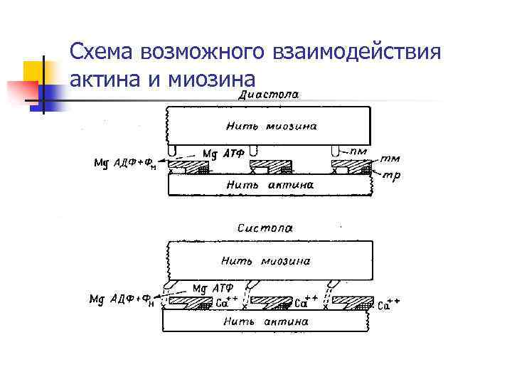 Схема возможного взаимодействия актина и миозина 