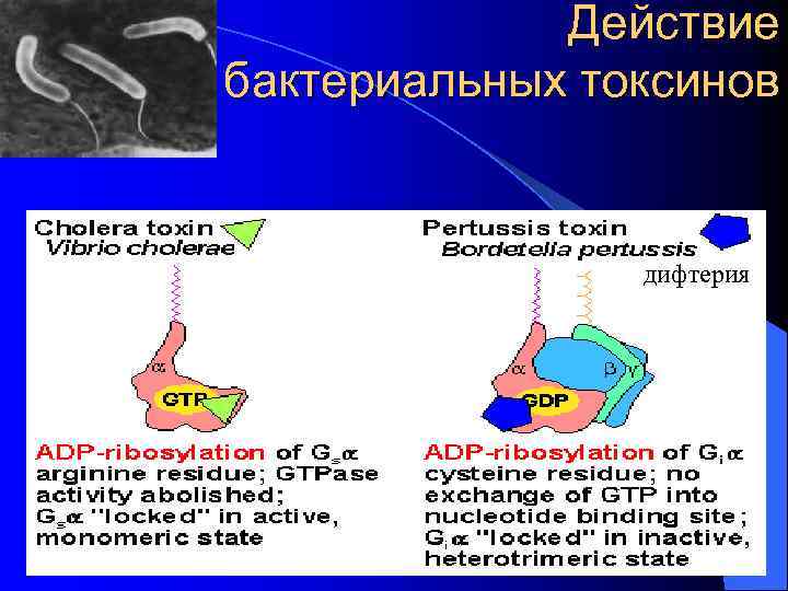 Действие бактериальных токсинов дифтерия 